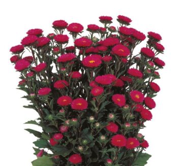 Alternative view of Kasımpatı Çiçeği Tohumu ( Uzun boylu, Kesimlik ) Gül Renkli - 5 Tohum