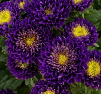 Kasımpatı Çiçeği Tohumu ( Uzun boylu, Kesimlik ) Mor Renkli - 5 Tohum