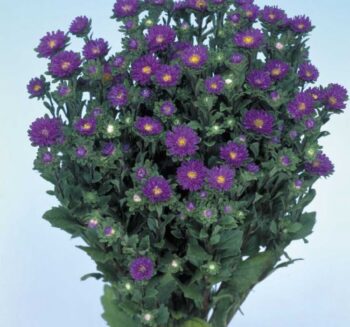 Alternative view of Kasımpatı Çiçeği Tohumu ( Uzun boylu, Kesimlik ) Mor Renkli - 5 Tohum