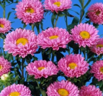 Alternative view of Kasımpatı Çiçeği Tohumu ( Uzun boylu, Kesimlik ) Pembe Renkli - 5 Tohum