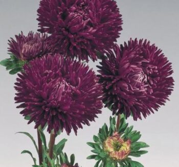 Alternative view of Aster Kasımpatı ( Krizantem ) Mor Renkli - 20 Tohum