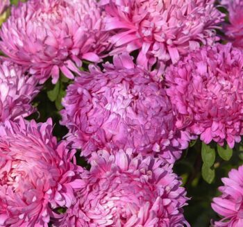 Alternative view of Aster Kasımpatı ( Krizantem ) Pembe Renkli - 20 Tohum