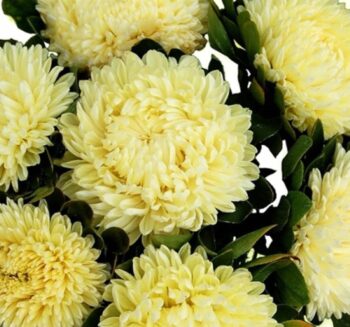 Alternative view of Aster Kasımpatı ( Krizantem ) Sarı Renkli - 20 Tohum