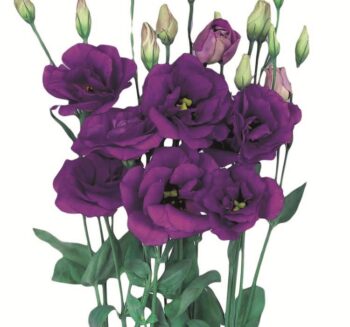 Alternative view of Lisianthus Çiçeği Tohumu ( Katmerli, Bodur ) Mavi Renkli - 5 Tohum