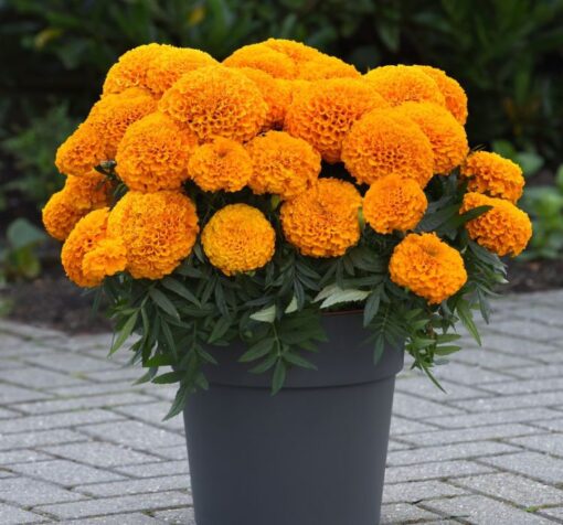 marigold turuncu 1 cicek tohumlari 04.02.2023 6d5a2a7 - Çiçek Tohumları