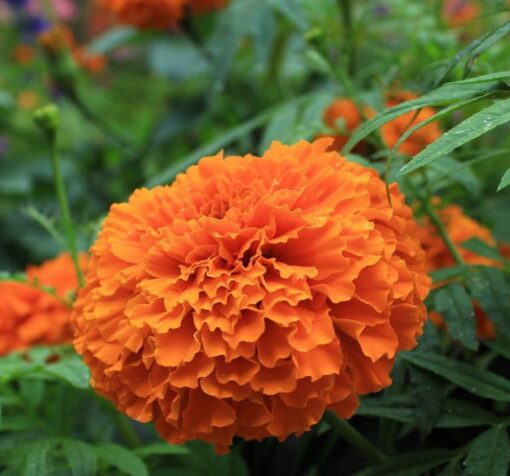 marigold turuncu 2 cicek tohumlari 04.02.2023 375edcb - Çiçek Tohumları