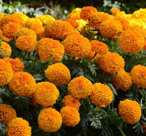 marigold turuncu 3 cicek tohumlari 04.02.2023 ec8a74c - Çiçek Tohumları