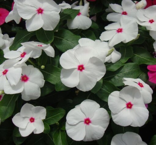 rozet cicegi beyaz kirmizi 3 cicek tohumlari 04.02.2023 6b9b05a - Çiçek Tohumları