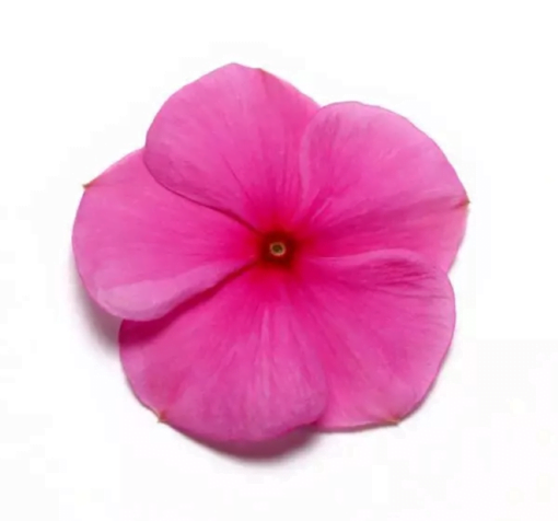 rozet cicegi lila 1 cicek tohumlari 04.02.2023 4f57558 - Çiçek Tohumları