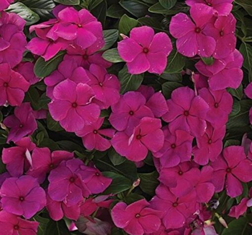 rozet cicegi lila 2 cicek tohumlari 04.02.2023 2ca0357 - Çiçek Tohumları