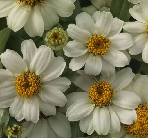 zinnia prof beyaz 1 cicek tohumlari 05.02.2023 d01d997 - Çiçek Tohumları