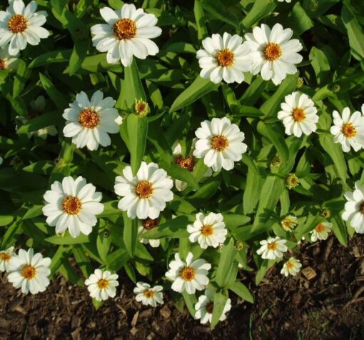 zinnia prof beyaz 3 cicek tohumlari 05.02.2023 613e21d - Çiçek Tohumları