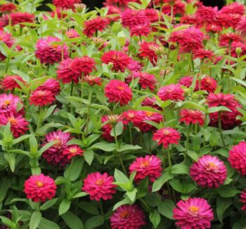 Alternative view of Kirli Hanım ( Zinnia İri Çiçek ) Kırmızı Beyaz Renkli - 5 Tohum