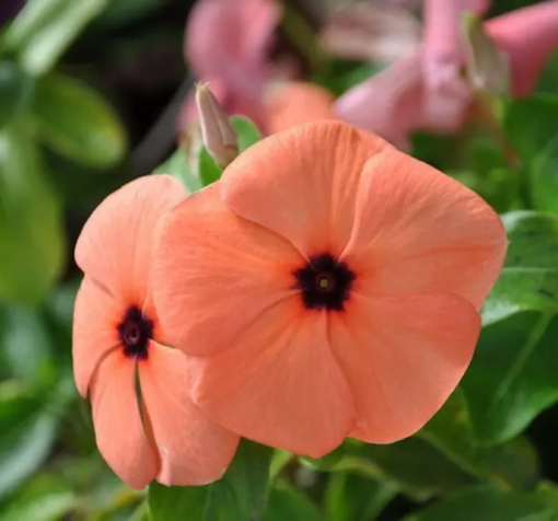 rozet cicegi kirmizi turuncu 2 cicek tohumlari 12.02.2023 1b81a53 - Çiçek Tohumları