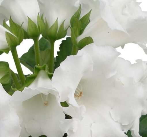 bardak meneksesi beyaz 2 cicek tohumlari 976146e - Çiçek Tohumları