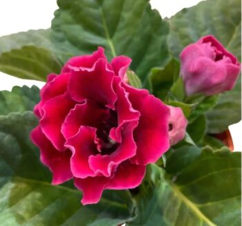 Alternative view of Bardak Menekşesi Tohumu ( Katmerli Büyük Çiçek ) Kırmızı Renkli - 5 Tohum