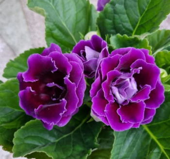 Alternative view of Bardak Menekşesi Tohumu ( Katmerli Büyük Çiçek ) Mor Renkli - 5 Tohum