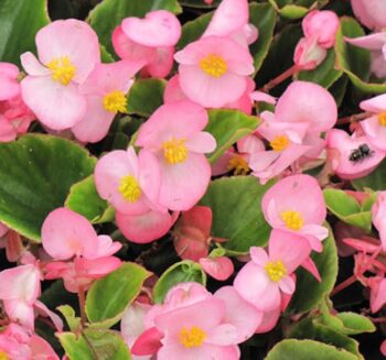 Alternative view of Şeker Begonya Tohumu Banga - Pembe Renkli ( 20 Tohum )