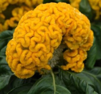 Alternative view of Horoz İbiği Balta Tohumu Japon - Sarı Renkli ( 20 Tohum )