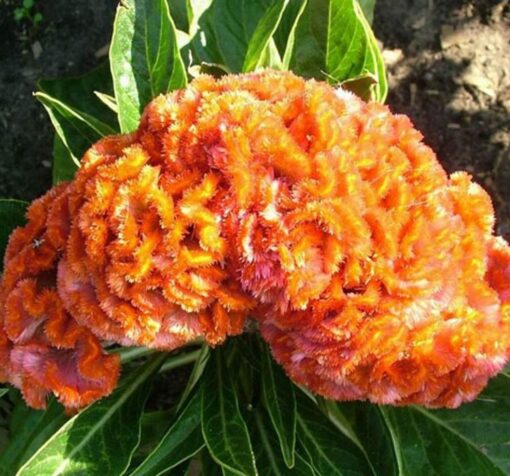 horoz balta turuncu 2 cicek tohumlari ee3747e - Çiçek Tohumları