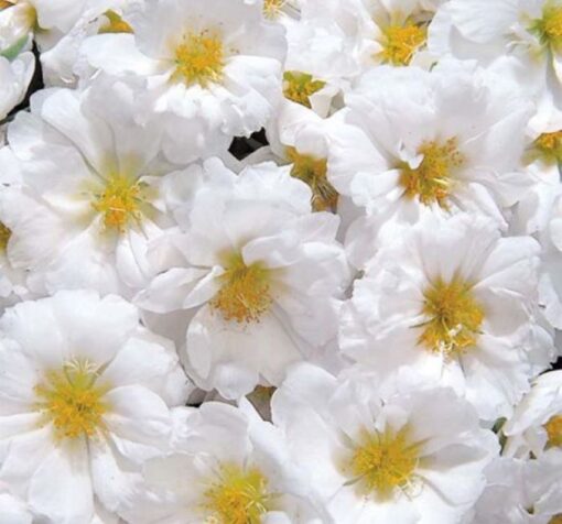 ipek cicegi beyaz 2 cicek tohumlari be24e51 - Çiçek Tohumları