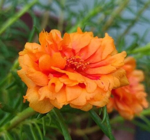 ipek cicegi turuncu 1 cicek tohumlari 2e6a97d - Çiçek Tohumları