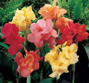 Alternative view of CANNA - TESBİH ÇİÇEĞİ - KARIŞIK ( 5 Tohum )