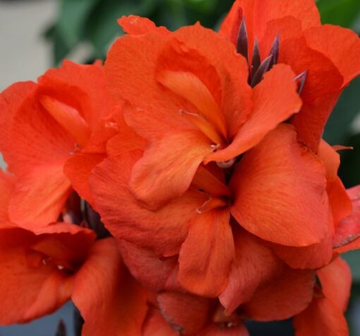 canna kizil yaprak turuncu 2 cicek tohumlari b919115 - Çiçek Tohumları