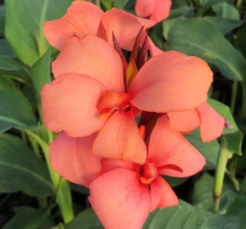 Canna - Tesbih Çiçeği - MANGO ( 1 Tohum )