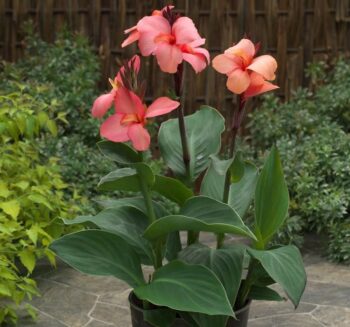 Alternative view of Canna - Tesbih Çiçeği - MANGO ( 1 Tohum )