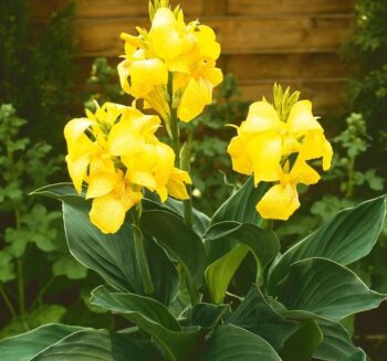 Alternative view of Canna - Tesbih Çiçeği - SARI ( 1 Tohum )