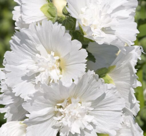 gulhatmi katmerli beyaz 1 cicek tohumlari dead778 - Çiçek Tohumları