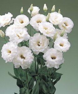 lisianthus beyaz 1 cicek tohumlari c04eb6b - Çiçek Tohumları