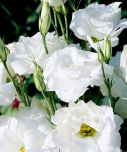 lisianthus beyaz 2 cicek tohumlari 443bce3 - Çiçek Tohumları