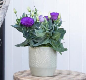 Alternative view of Lisianthus ( Lale Gül ) Julyet Serisi - MAVİ ( 5 Tohum )