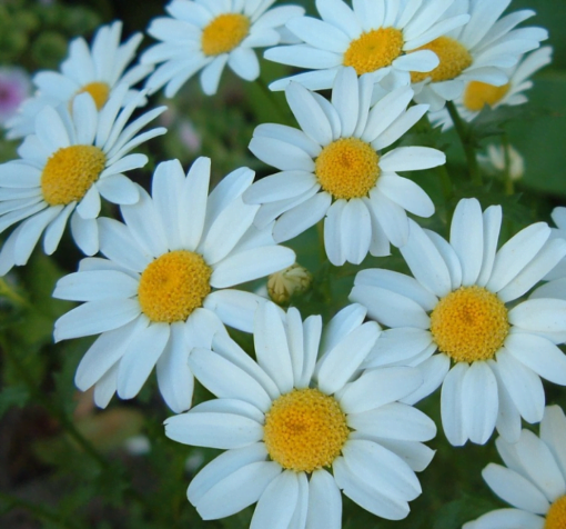 papatya beyaz 1 cicek tohumlari 60ac752 - Çiçek Tohumları