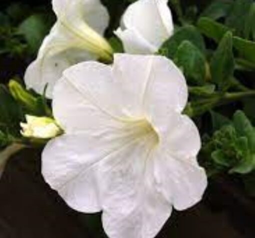 petunya beyaz 3 cicek tohumlari 912562e - Çiçek Tohumları