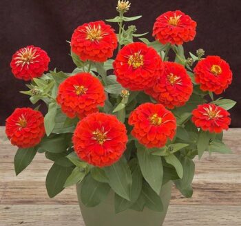 Alternative view of Zinnia ( Kirli Hanım ) Büyük Geniş Çiçekli - ALEV RENGİ ( 5 Tohum )