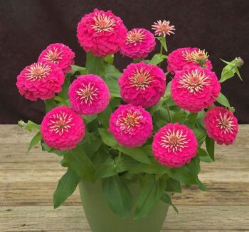 Alternative view of Zinnia ( Kirli Hanım ) Büyük Geniş Çiçekli - PEMBE ( 5 Tohum )