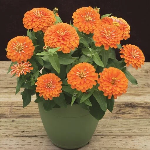 zinnia turuncu 2 baf690c - Çiçek Tohumları