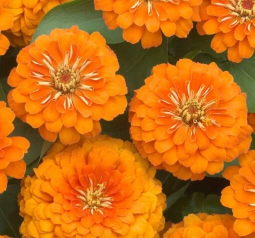 zinnia turuncu 3 cicek tohumlari 6aa1117 - Çiçek Tohumları