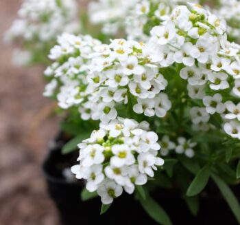 Alternative view of ALYSSUM ( ÇOKLU TOHUM ) - 250 Tohum - BEYAZ Renk