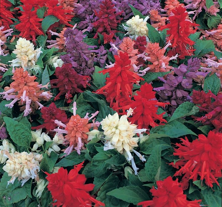 ATEŞ ÇİÇEĞİ ( ÇOKLU TOHUM ) - 75 Tohum - KARIŞIK Renk - Görsel 2