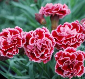 Alternative view of BAHÇE KARANFİLİ ( ÇOKLU TOHUM ) - 50 Tohum - KARIŞIK Renk