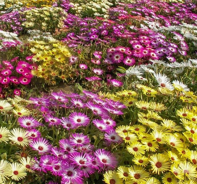 BUZ ÇİÇEĞİ ( ÇOKLU TOHUM ) - 300 Tohum - KARIŞIK Renk