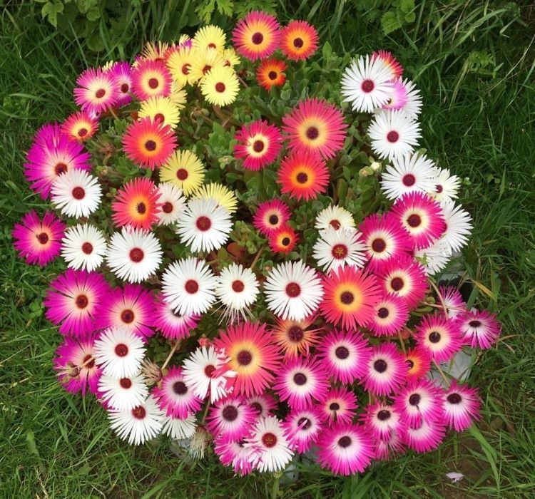 BUZ ÇİÇEĞİ ( ÇOKLU TOHUM ) - 300 Tohum - KARIŞIK Renk - Görsel 2