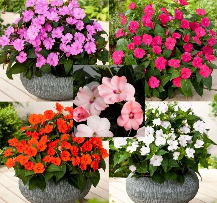 CAM GÜZELİ ( ÇOKLU TOHUM ) - 100 Tohum - KARIŞIK Renk - Görsel 2