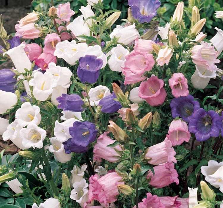 ÇAN ÇİÇEĞİ ( ÇOKLU TOHUM ) - 500 Tohum - KARIŞIK Renk - Görsel 2