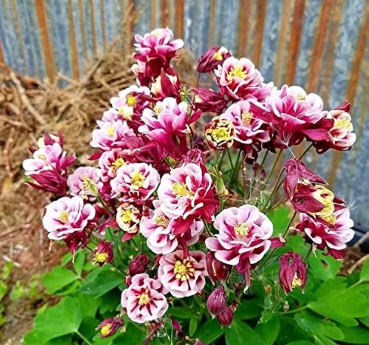 HASEKİ KÜPESİ ( ÇOKLU TOHUM ) - 150 Tohum - KARIŞIK Renk - Görsel 2