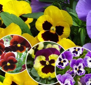 Alternative view of HERCAİ MENEKŞE ( ÇOKLU TOHUM ) - 100 Tohum - KARIŞIK Renk